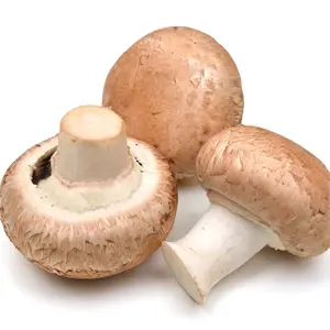 Exotische China Frische Pilze Shiitake Pilze Wild