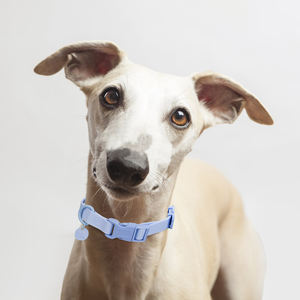 Conjunto de Correa y <span class=keywords><strong>collar</strong></span> ajustable para entrenamiento de mascotas, correa de pvc de lujo, resistente al agua - Product Image 3