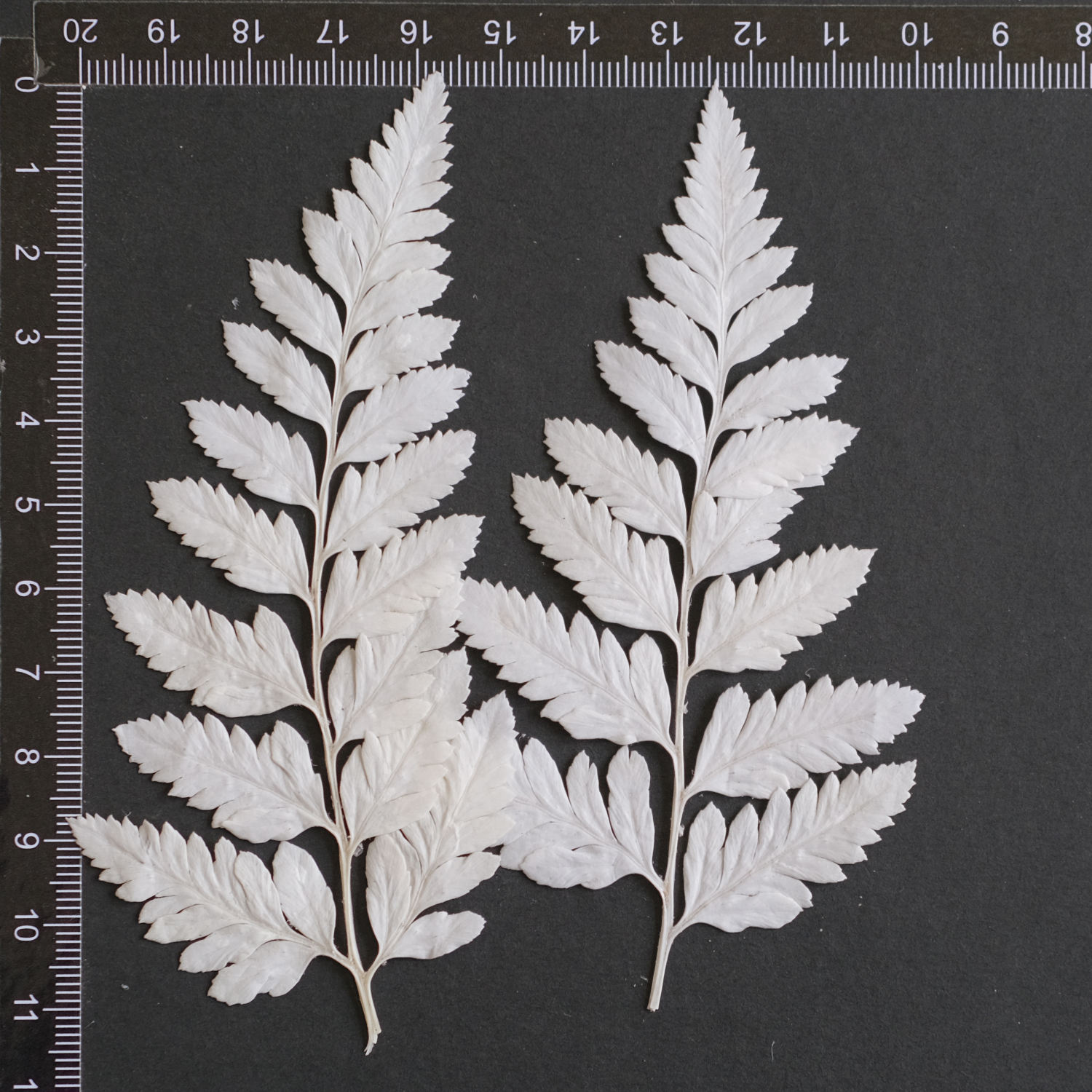 MH687 Deersfoot Fern 7-10cm white 6pcs