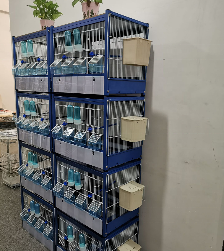 How to Choose the Best Song Canary Bird Training Cage: A Complete Buying Guide