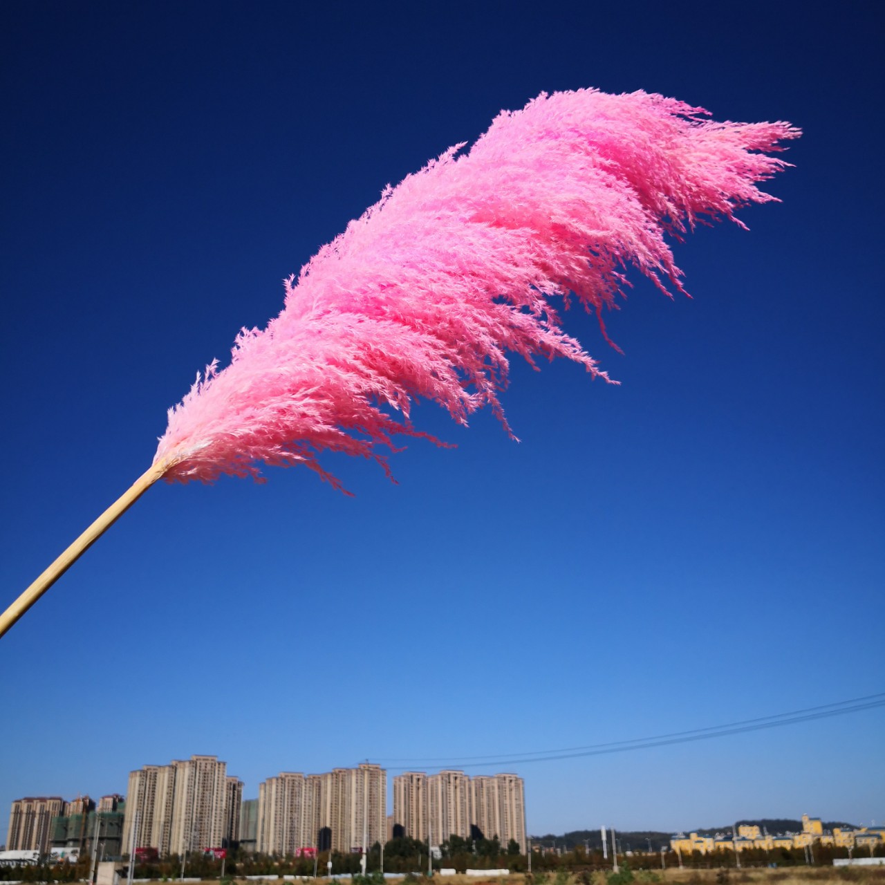 b0137干arundo donax pampas草彩色pampas草bulrush布置装饰pampas草