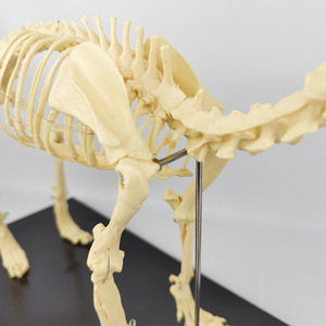 Modelo Anatómico de Esqueleto de Gato para Material Escolar, Herramienta de Demostración para Enseñanza <span class=keywords><strong>Veterinaria</strong></span> - Product Image 4
