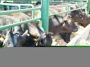 Abreuvoirs pour bétail, prix, acier <span class=keywords><strong>galvanisé</strong></span>, <span class=keywords><strong>abreuvoir</strong></span> pour chèvres, <span class=keywords><strong>abreuvoir</strong></span> en plastique pour vaches laitières ou bovins - Product Image 4