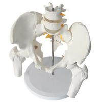 Modelo Anatómico de Pelvis Humana de PVC, Recursos de Enseñanza de Ciencias Médicas, 25.5x20x41cm, para que los Estudiantes Comprendan la Estructura Humana