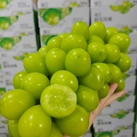 Premium Export Groene Druiven Hoge Suikergehalte Grote Bes 12g Vers Fruit Zonneschijn Roos Druiven voor Supermarkt
