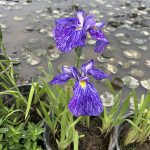 Iris japonaise 'Ina Arasi' - une <span class=keywords><strong>plante</strong></span> aquatique adaptée aux bassins de jardin et aux serres - Iris japonaise - Product Image 3