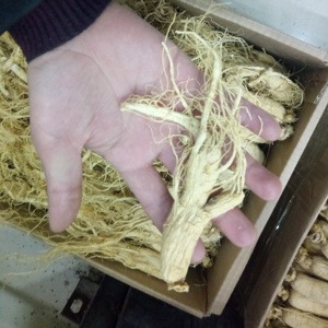 San <span class=keywords><strong>Ren</strong></span> <span class=keywords><strong>Shen</strong></span> — racines de ginseng séchées naturelles, plantes de corée, bon prix, pour vente - Product Image 6