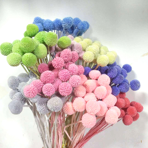 All'ingrosso all'ingrosso decorativo naturale essiccato Craspedia Globosa Billy palla piante conserve fiori - Product Image 1