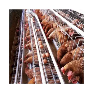 Anping shuxin fábrica de jaula para ponedoras de huevos tipo A 96 a 128 aves jaula de batería para aves de corral a la venta