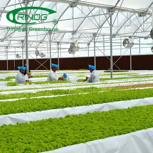 Trinog温室OEM商業温室農場ハーブ用の引き潮と流れ床水耕栽培