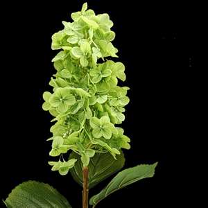 Y-H017 Flores de Hortensia Artificiales Hechas a Mano, Flores de Relleno al por Mayor, <span class=keywords><strong>Hortensias</strong></span> Verdes de Tacto Real para Decoraciones de Boda - Product Image 1