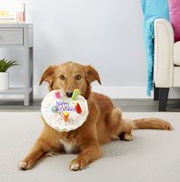 Jouet en peluche courte écologique pour animaux de compagnie, design gâteau d'anniversaire pour chat et chien, avec fonction sonore amusante