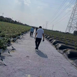 Cường độ cao vải xi măng chăn 15kg/m² geosynthetic bê tông chăn để làm cho tạm thời vỉa hè - Product Image 1