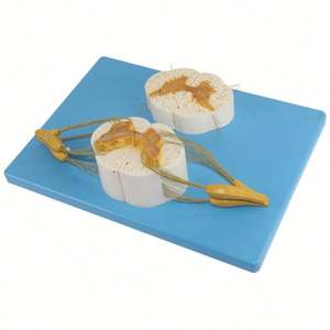 KyrenMed Modelo de Columna de Soporte para Médula Espinal <span class=keywords><strong>y</strong></span> Sistema Nervioso Periférico 5X Veces - Product Image 3