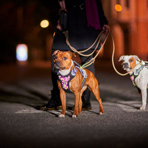 ชุดสายจูงสัตว์เลี้ยงแบบเป็นมิตรต่อสิ่งแวดล้อม สีขาวหลากสี พร้อมป้ายชื่อสัตว์เลี้ยง สายรัดอกแบบทนทาน สายจูงพร้อมหัวเข็มขัดโลหะ สำหรับสัตว์เลี้ยงขนาดเล็กถึงขนาดกลาง - Product Image 2