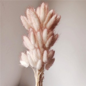 Fleurs séchées en gros, herbe de queue de lapin (<span class=keywords><strong>Lagurus</strong></span>), 60 tiges par bouquet, Fête des Mères, Noël, longue durée (3-5 ans), Yunnan - Product Image 5