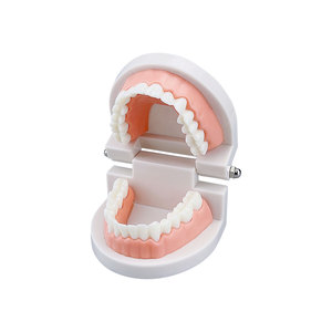 Modelo de Demostración de Dientes de Tipodonto para Adultos, Modelo de Dientes Estándar, Material de Laboratorio de Odontología para Enseñanza, Aprendizaje, Instrumento Clínico - Product Image 6
