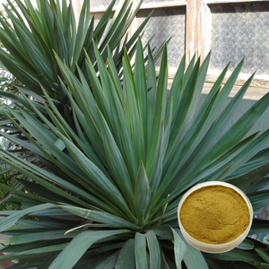 Food Grade Plant <span class=keywords><strong>Extract</strong></span> Grote Levering Hoge Kwaliteit <span class=keywords><strong>Yucca</strong></span> <span class=keywords><strong>Schidigera</strong></span> <span class=keywords><strong>Extract</strong></span> Poeder 10% Sarsaponine In Drumverpakking - Product Image 6