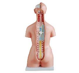 85Cm Geavanceerde Anatomische Biologiemodellen 23 Deel Menselijke Anatomie Torso Model Voor Onderwijs & Opleiding Demonstratie - Product Image 3