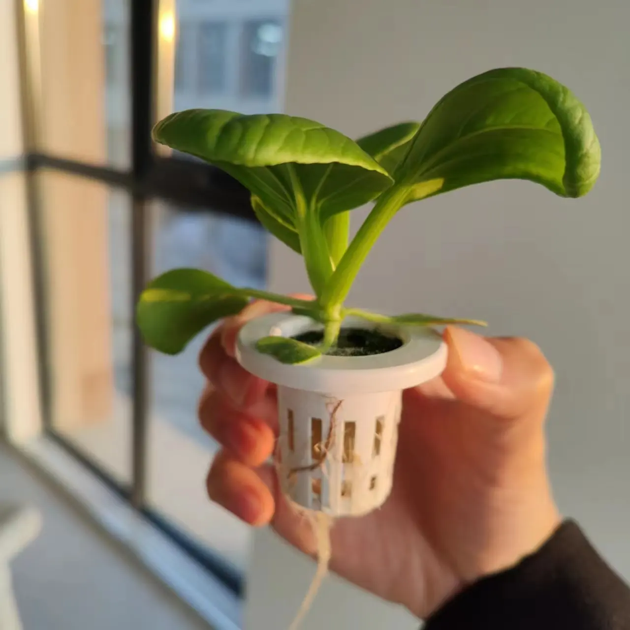 Cesto di coltivazione per piante in vaso di plastica idroponica