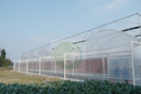 Serre agricole multi-chapelles en film, solution clé en main pour la culture hydroponique de tomates, à vendre