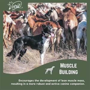 מזון כלב קלוריות גבוה תוספת משקל מהיר להשיג אבקת חלבון התאוששות 60 מנות ממריץ תיאבון עבור ציפור פשעה - Product Image 4