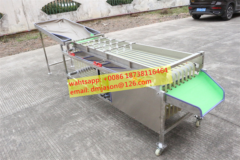 tomato size sorting machine