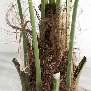 Artificial Tropical Sabal Palmera Plástico Ecológico Ligero Natural Touch Planta en maceta 1,75 M Interior Exterior - Product Image 6