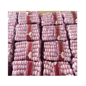 2025 China Fabricante <span class=keywords><strong>de</strong></span> ajo fresco Ajo <span class=keywords><strong>de</strong></span> alta calidad Plantación <span class=keywords><strong>de</strong></span> ajo natural Proveedores <span class=keywords><strong>de</strong></span> Shandong - Product Image 3