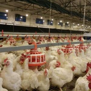 Otomatik kümes hayvanı Broiler besleyici tava tavuk besleyici kümes hayvancılığı - Product Image 6