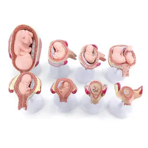 Embryonic development process anatomy model Childbirth model