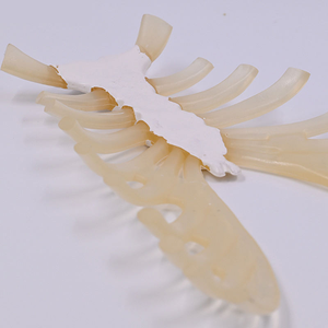 Modelo de <span class=keywords><strong>Esqueleto</strong></span> Humano de PVC para Enseñanza Médica, Tamaño Real, con Costillas Dispersas y Cartílago Costal - Product Image 2