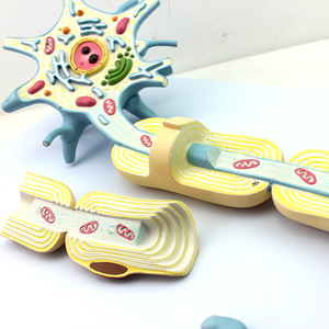 Modèle d'anatomie de cellule neuronale humaine avec gaine myelinique pour l'enseignement de la <span class=keywords><strong>biologie</strong></span> médicale - Product Image 4