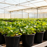 Pots de pépinière en plastique PP écologiques et durables de 3 gallons avec drainage pour légumes, tomates, jeunes arbres – Idéal pour la maison et le jardin – Vente en gros