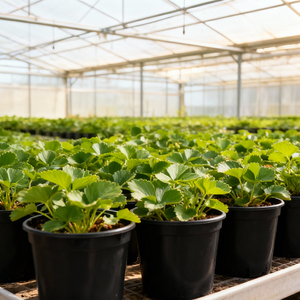 Vasi per Piante in Plastica PP Ecologica da 3 Galloni, Drenanti, per Ortaggi, Pomodori, Piccoli Alberi, Uso Domestico e da Giardino, Vendita all'Ingrosso - Product Image 6