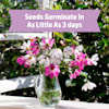 Back to the Roots Organic Cosmos Flower Grow Kit, Ukuran Kecil