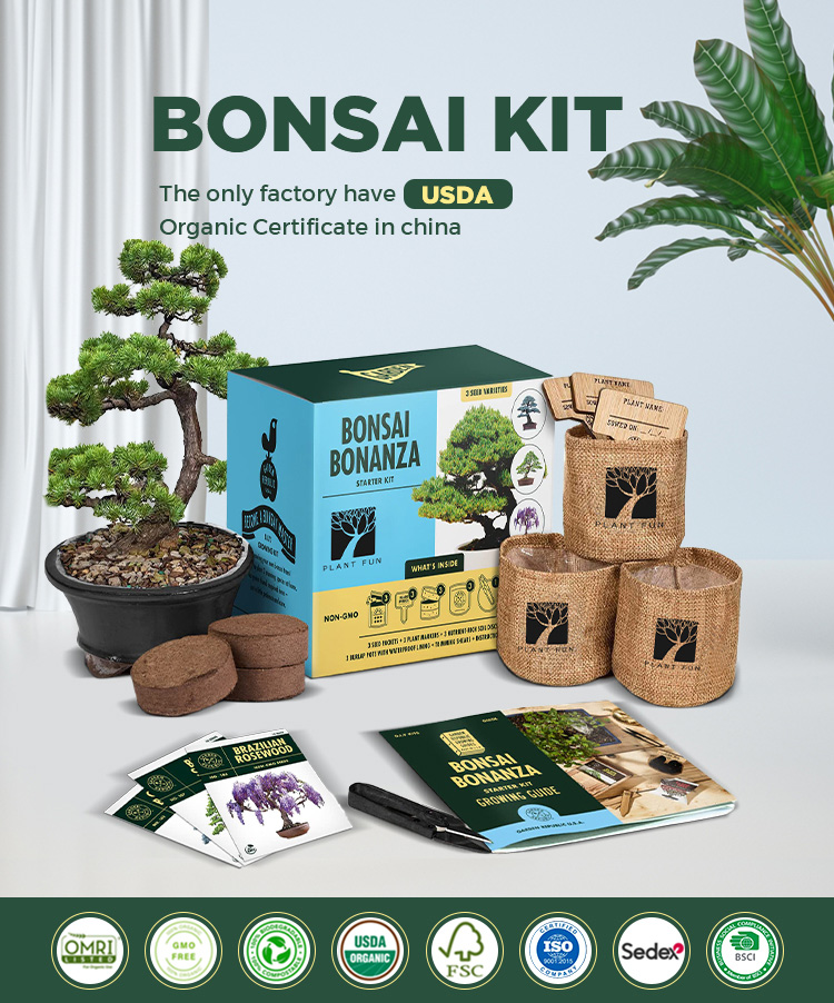 Japanese Maple Apprentice Bonsai Tree Starter Kit Bundle That Grow Your Own Bonsai  Tree| Alibaba.com