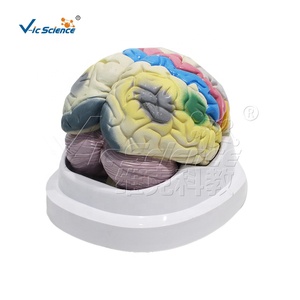 Modèle de localisation fonctionnelle du cortex cérébral humain |   Modèle d'anatomie du cerveau pour l'enseignement médical et <span class=keywords><strong>les</strong></span> études en <span class=keywords><strong>neurosciences</strong></span> - Product Image 6