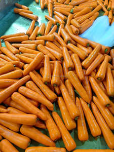 "جزر طازج بجودة جيدة مصنوع في الصين" - Product Image 4