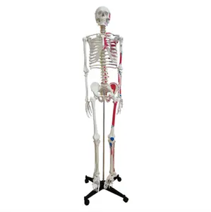 180cm PVC tıbbi anatomi İskeleti modeli tıbbi insan iskelet modeli çalışma insan iskelet modeli anatomi