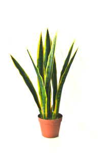 ขายส่งราคาถูก <span class=keywords><strong>sansevieria</strong></span> สำหรับขายส่ง <span class=keywords><strong>sansevieria</strong></span> พืช <span class=keywords><strong>sansevieria</strong></span> ที่ยอดเยี่ยมงูพืช - Product Image 2