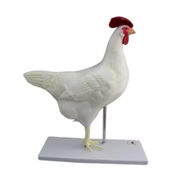 Simulación animal biología Ciencia Escuela Educación abeja anatomía modelo especímenes de plástico