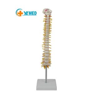 Teaching suppliers popular human spine cervical sacral anatomy model for medical science research