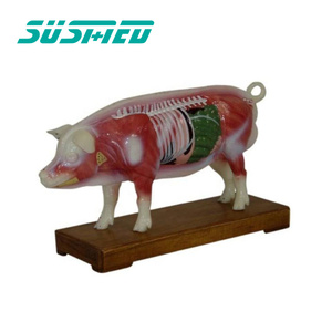 สถาบันวิจัยสัตว์เลี้ยงในโรงพยาบาลสัตว์ใช้แบบจำลองทางกายวิภาคของหมูจุดฝังเข็มและโครงสร้างทางกายวิภาค - Product Image 2