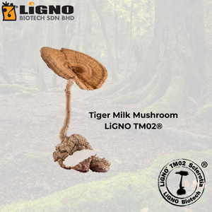 สารสกัดผงเห็ดนมเสือ LiGNO TM02 สารประกอบบริสุทธิ์จากเห็ดนมเสือ สำหรับสุขภาพทางเดินหายใจ วัตถุดิบจากพืชที่มีคุณสมบัติพิเศษ - Product Image 1