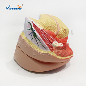 Modelo Anatómico de Genitales Femeninos Internos y Externos de 4 Partes, Tamaño Real, PVC, para Enseñanza de Obstetricia y Ginecología, con Certificaciones CE, ISO, ROHS y CNAS - Product Image 6