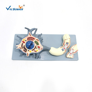 Modelo de Neurón Vic Education de 2 Componentes: Modelo Ampliado del Cuerpo Celular del Neurón y la Estructura de la Fibra Nerviosa - Product Image 3