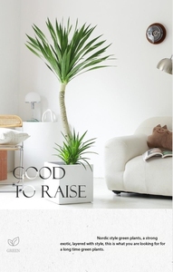 Recommandation Hiver : Plante en Pot Dragon Blood Tree (Schefflera) pour Balcon, Absorption du Formaldéhyde, Grande Taille, Idéale Bureau et Salon - Product Image 5