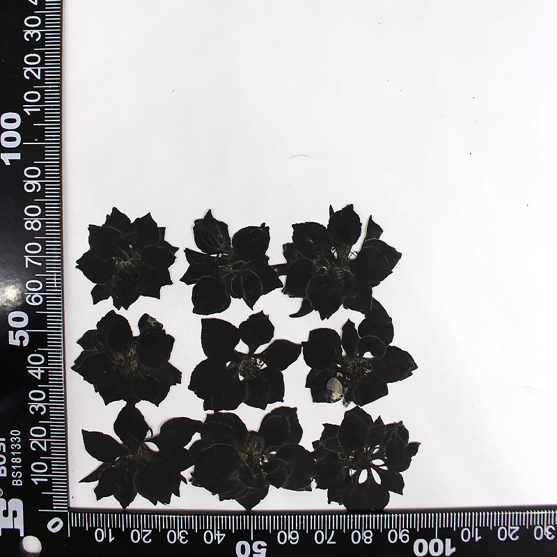 MH639-Black-Larkspur