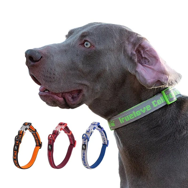 Collier pour animaux de compagnie personnalisé, ensemble de laisse de collier pour animaux de compagnie réglable en vrac et laisse avec matériau en polyester brillant durable